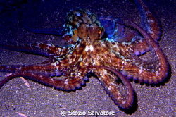 octopus by Scozio Salvatore 